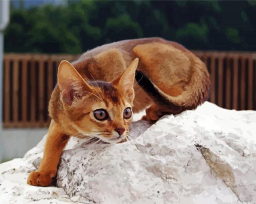 Little Abyssinian Paint By Numbers