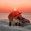 Snow Fox At Sunset Paint By Numbers