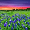 Sunset At Texas Bluebonnets Field Paint By Numbers