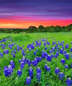 Sunset At Texas Bluebonnets Field Paint By Numbers