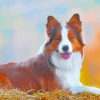 The Red And White Border Collie Paint By Numbers