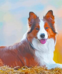 The Red And White Border Collie Paint By Numbers