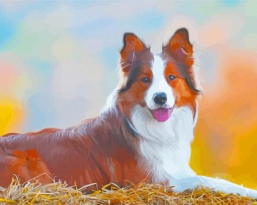 The Red And White Border Collie Paint By Numbers