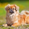 Tibetan Spaniel Paint By Numbers