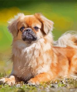 Tibetan Spaniel Paint By Numbers