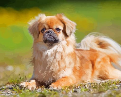 Tibetan Spaniel Paint By Numbers