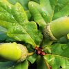 Water Drops Leaves And Acorns Paint By Numbers