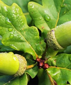 Water Drops Leaves And Acorns Paint By Numbers