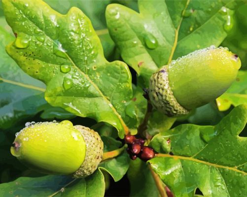 Water Drops Leaves And Acorns Paint By Numbers