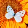 White Butterfly On Sunflower Paint By Numbers