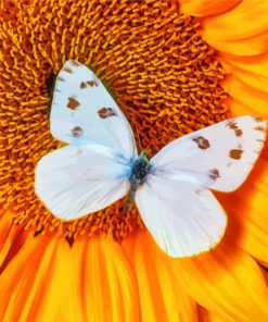 White Butterfly On Sunflower Paint By Numbers