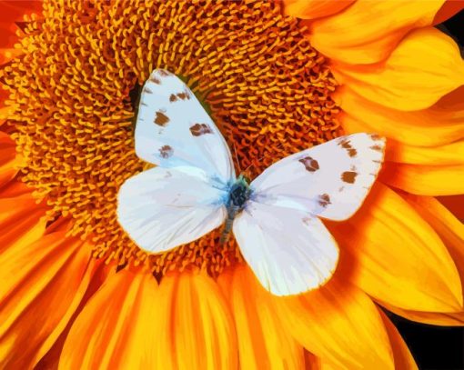 White Butterfly On Sunflower Paint By Numbers