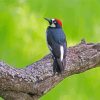 Acorn Woodpecker On Tree Paint By Numbers