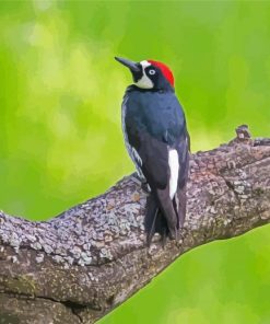 Acorn Woodpecker On Tree Paint By Numbers