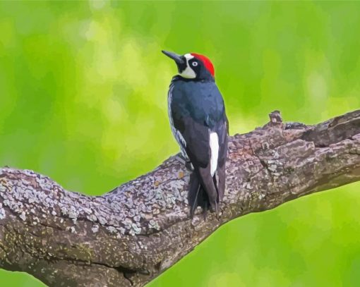 Acorn Woodpecker On Tree Paint By Numbers