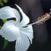 Aesthetic White Hibiscus Paint By Numbers