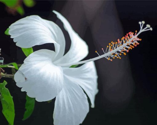 Aesthetic White Hibiscus Paint By Numbers