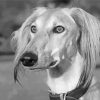 Black And White Saluki Paint By Numbers