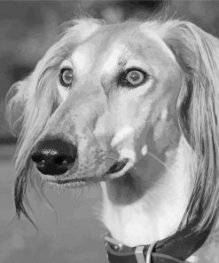 Black And White Saluki Paint By Numbers