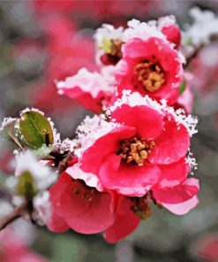 Blossom Spring Flower In Snow Paint By Numbers