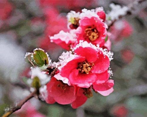 Blossom Spring Flower In Snow Paint By Numbers