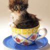 Cute Kitten In Cup Paint By Numbers