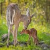 Doe And Fawn Paint By Numbers