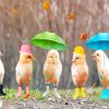 Funny Birds In Rain Paint By Numbers