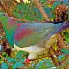 Kereru Pigeon Paint By Numbers