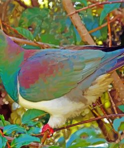 Kereru Pigeon Paint By Numbers