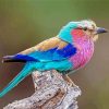 Lilac Breasted Roller Bird Paint By Numbers