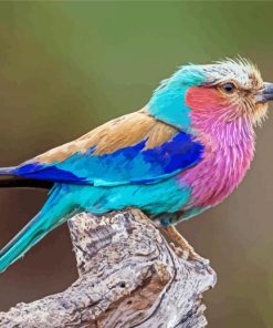 Lilac Breasted Roller Bird Paint By Numbers