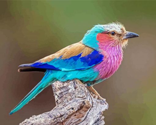 Lilac Breasted Roller Bird Paint By Numbers