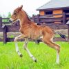 Little Horse Foal Paint By Numbers