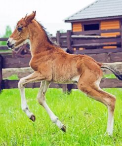 Little Horse Foal Paint By Numbers