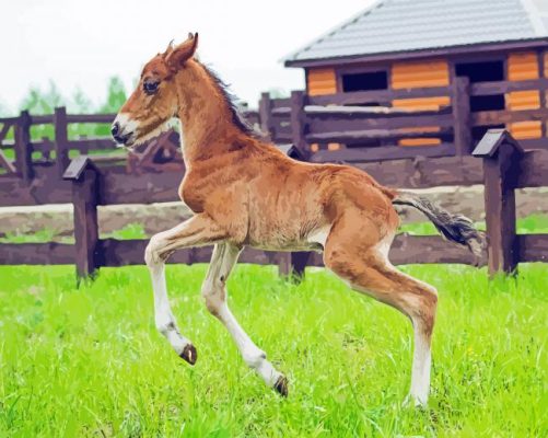 Little Horse Foal Paint By Numbers