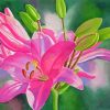 Pink Lilies Paint By Numbers