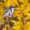 Scrub Jays Bird With Yellow Flowers Paint By Numbers