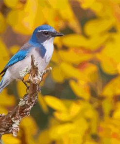 Scrub Jays Bird With Yellow Flowers Paint By Numbers