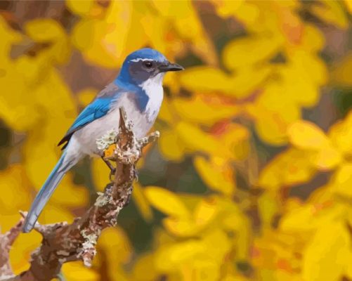 Scrub Jays Bird With Yellow Flowers Paint By Numbers