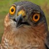 Sparrowhawk Yellow Eyes Paint By Numbers