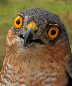 Sparrowhawk Yellow Eyes Paint By Numbers