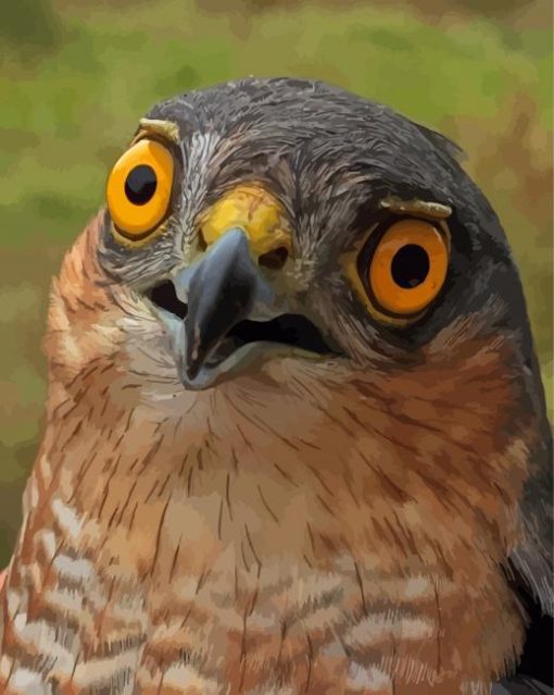 Sparrowhawk Yellow Eyes Paint By Numbers