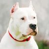 White Dogo Argentino Paint By Numbers