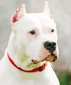 White Dogo Argentino Paint By Numbers