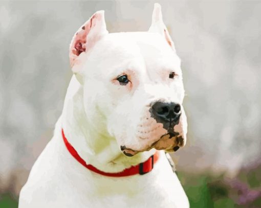 White Dogo Argentino Paint By Numbers