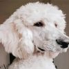 White Poodle Paint By Numbers