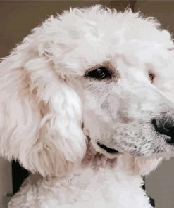 White Poodle Paint By Numbers