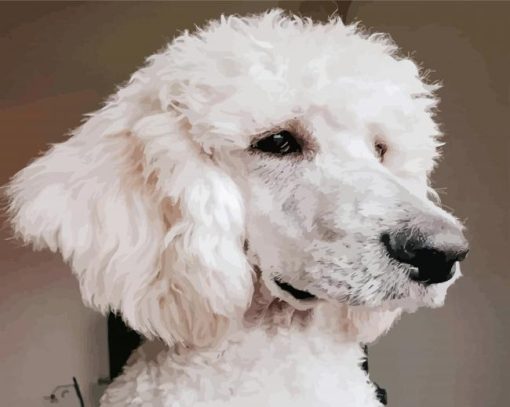 White Poodle Paint By Numbers