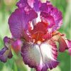 Bearded Iris Plant Paint By Numbers